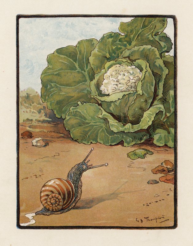 The Snail by George Henry Thompson