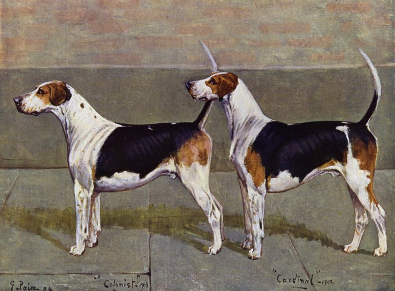 The Puckeridge Foxhounds Colonist and Cardinal by George Paice