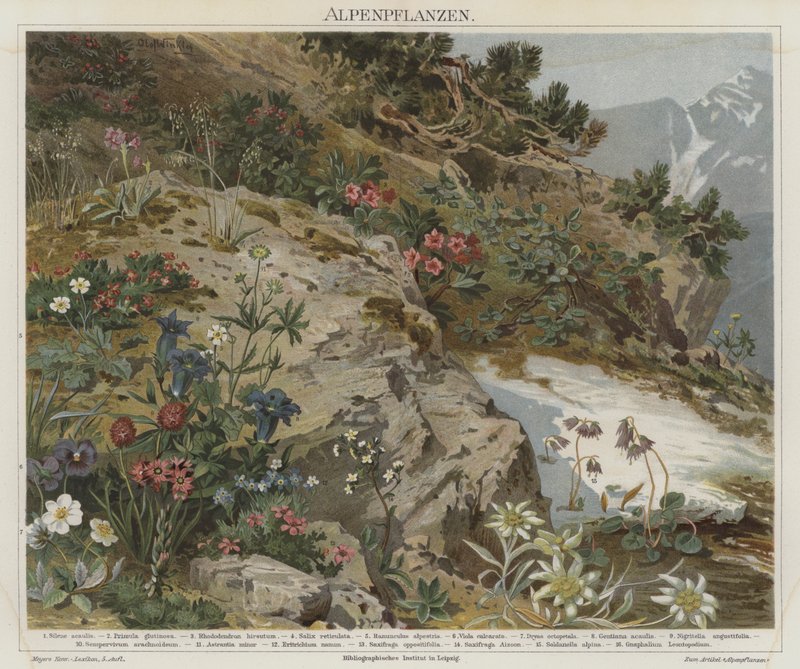Alpine Plants by German School
