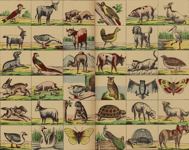 Animal and Bird Pictures by German School