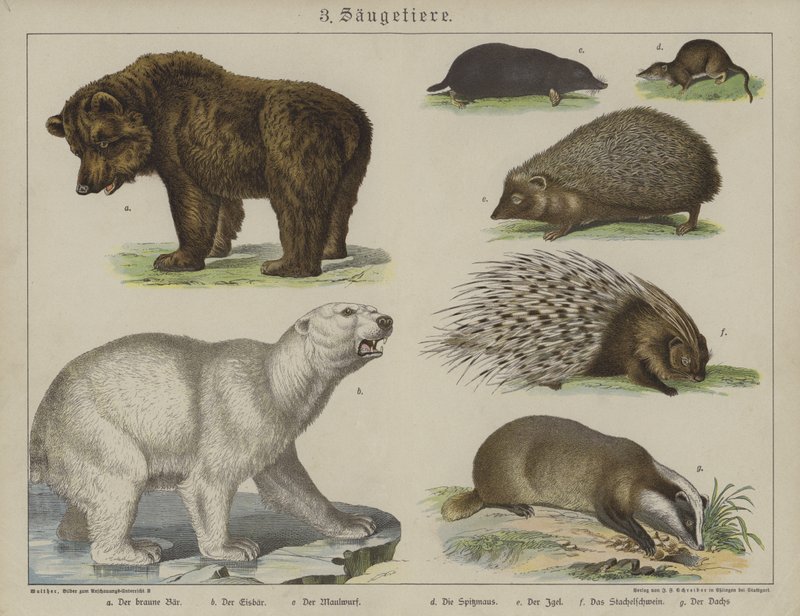 Animals by German School