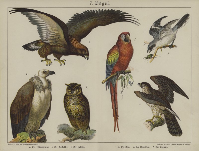 Animals by German School