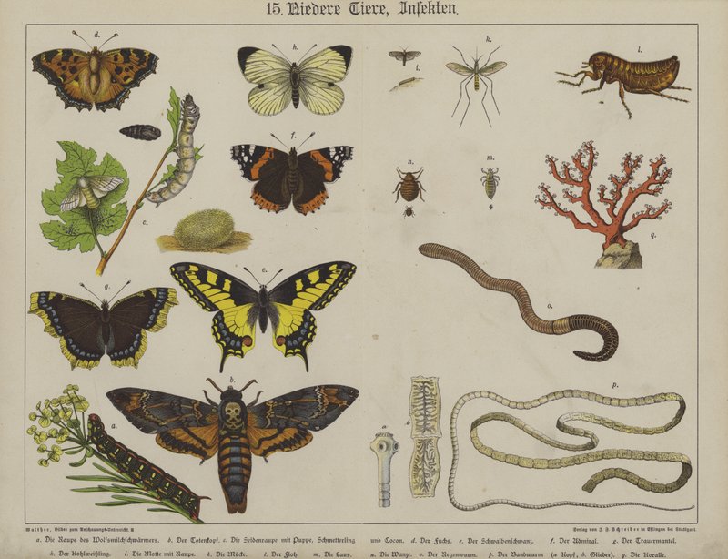 Animals by German School