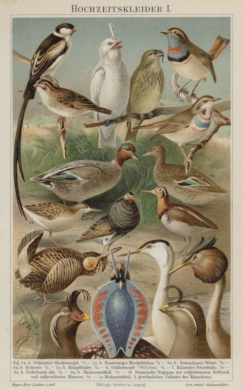 Birds Nuptial Plumage by German School