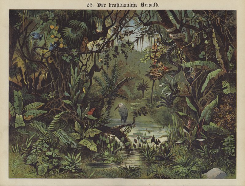 Brazilian Rain Forest by German School