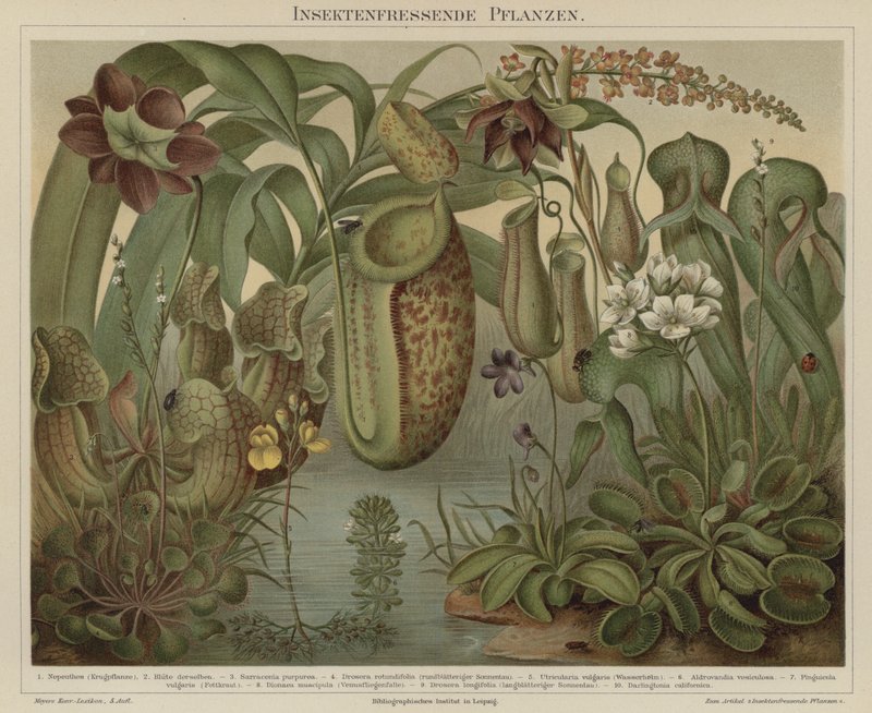 Carnivorous plants by German School
