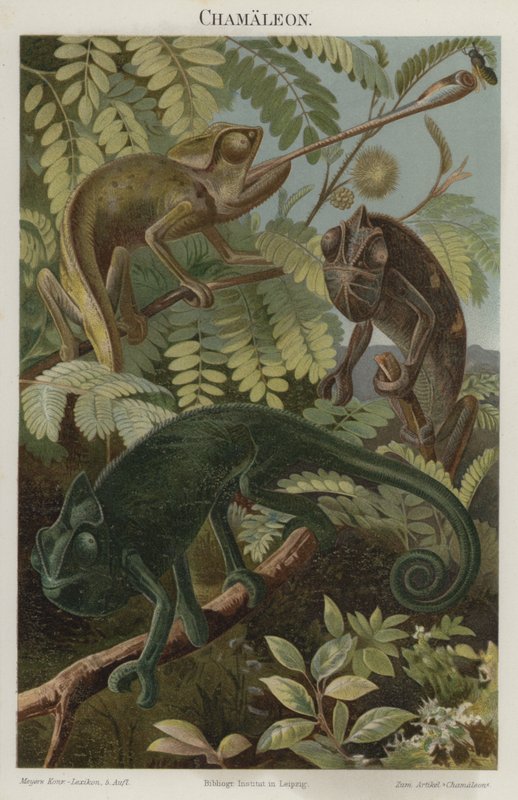 Chameleons by German School