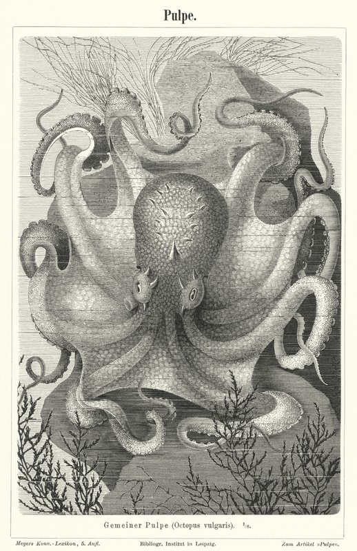 Common octopus by German School