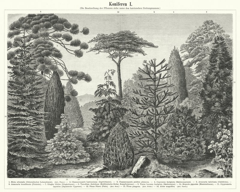 Coniferous trees by German School