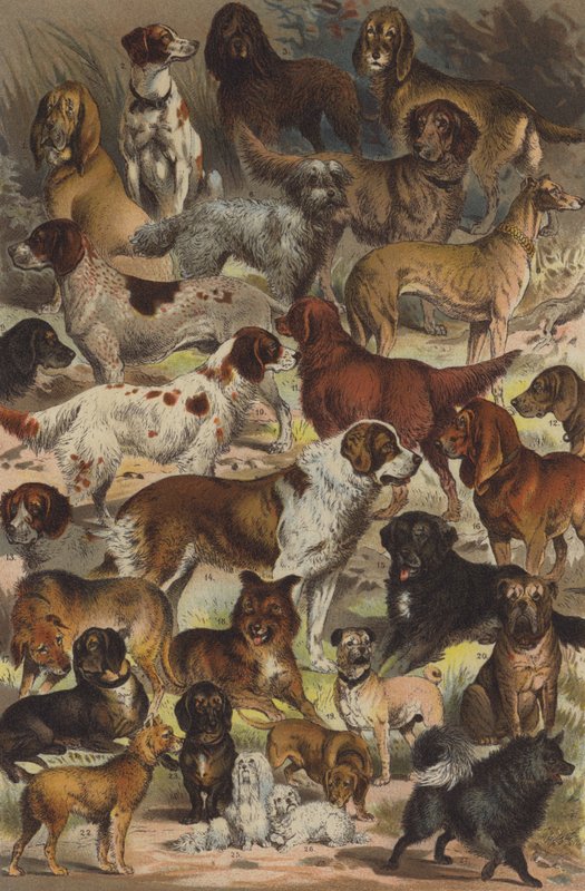 Dog Breeds by German School