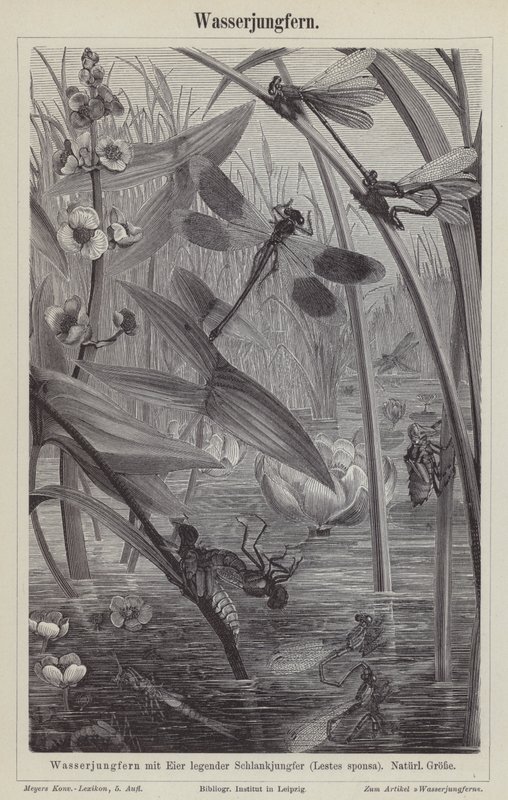Dragonflies by German School