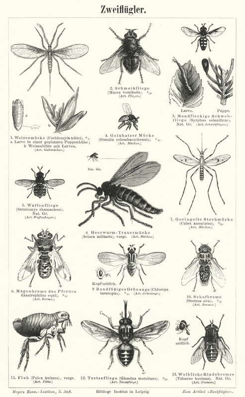 Flies by German School