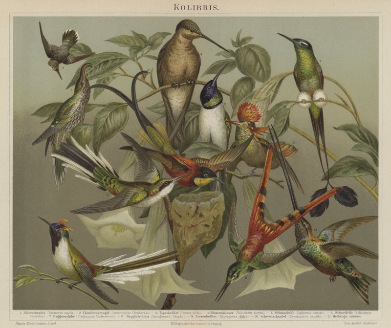 Hummingbirds by German School