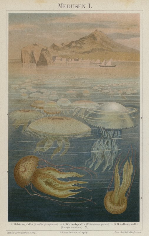 Jellyfish by German School