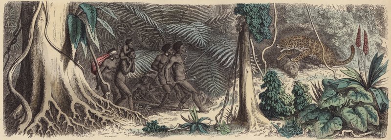 Jungle in Brazil by German School