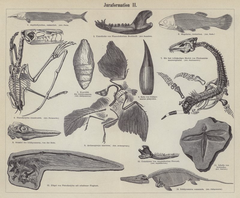 Jurassic Fossils (engraving) by German School