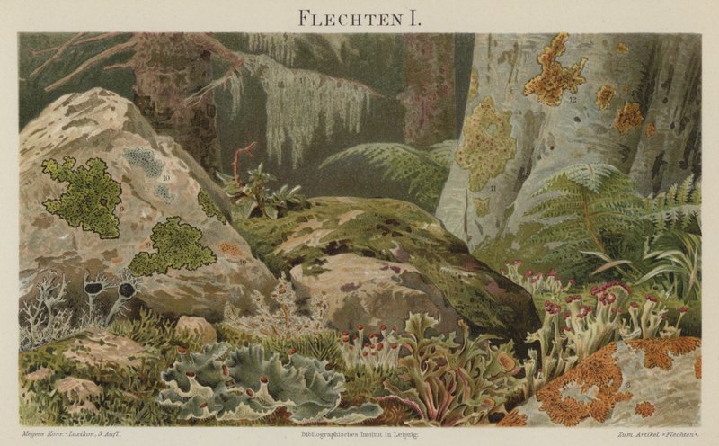 Lichens by German School