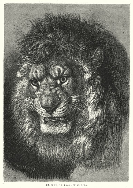 Lion: King of the Animals by German School