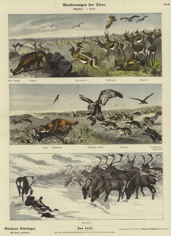 Migrations of Animals by German School