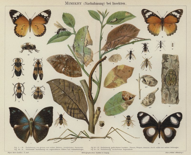 Mimicry in insects by German School