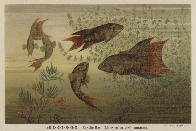 Paradise Fish by German School