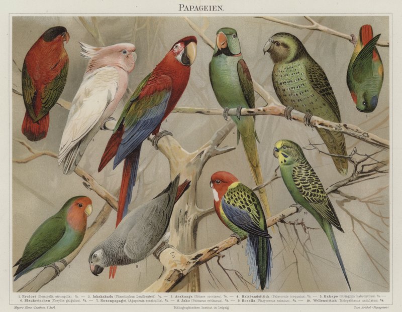 Parrots by German School
