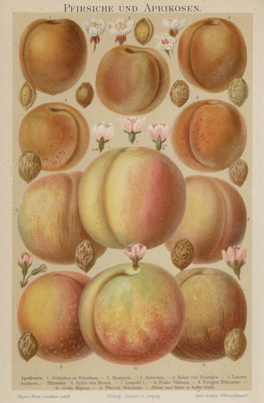 Peaches and Apricots by German School