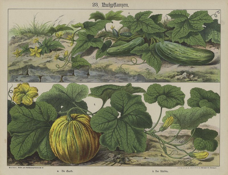 Plants by German School