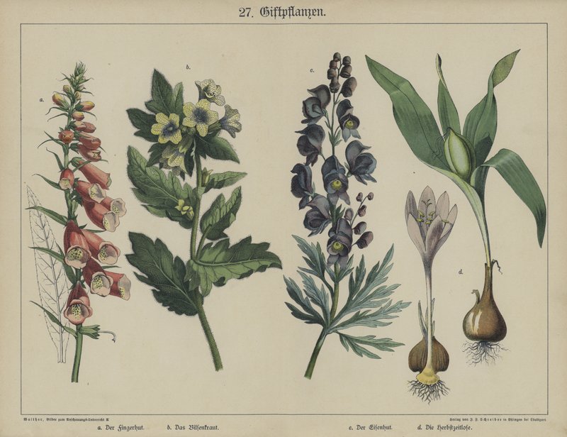 Plants by German School