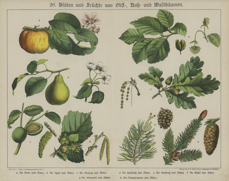 Plants by German School