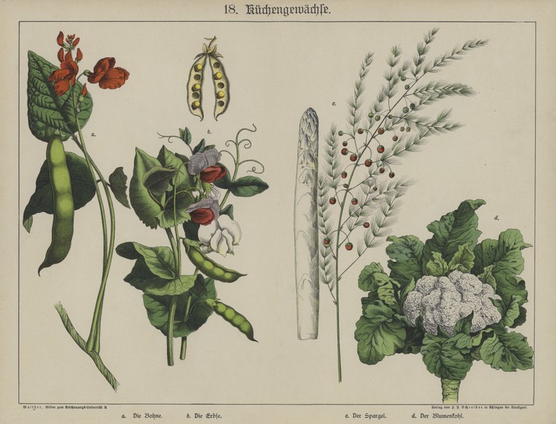 Plants by German School