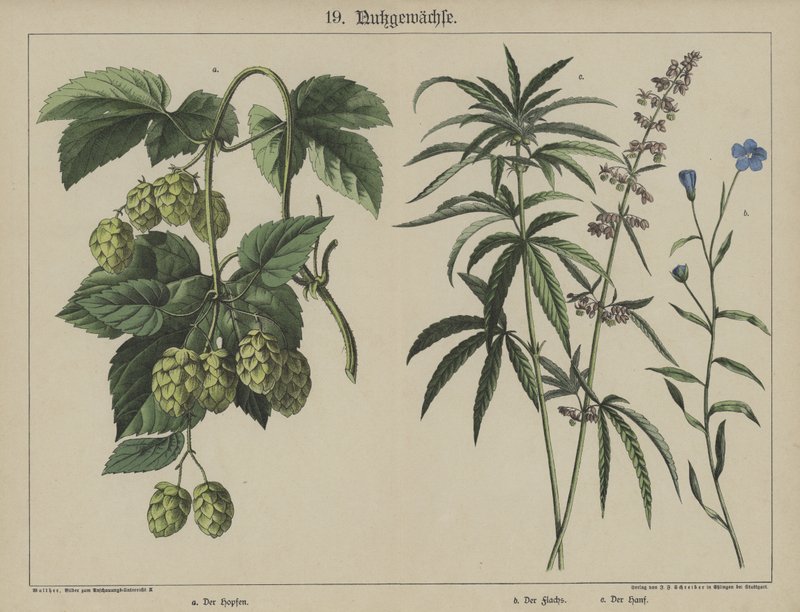 Plants by German School