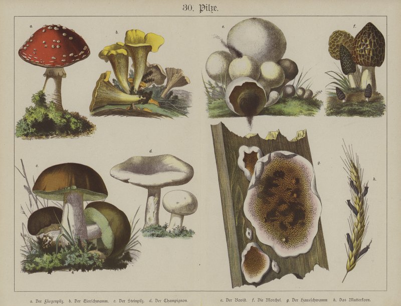 Plants by German School