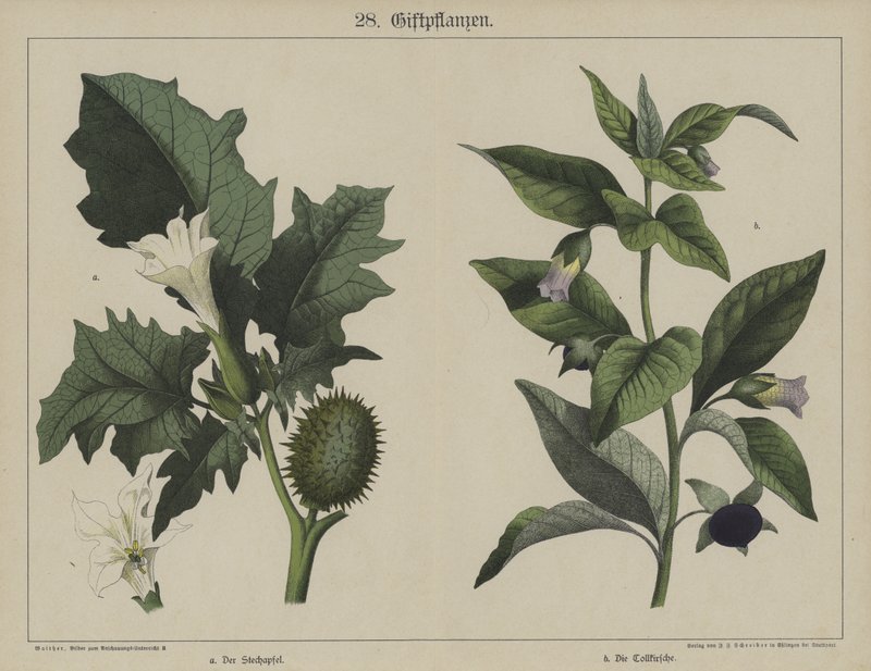 Plants by German School