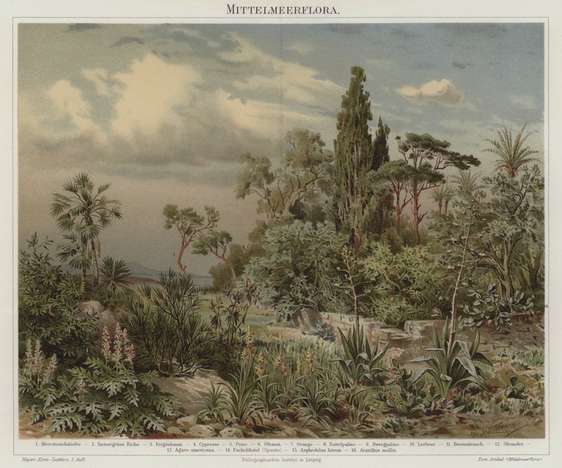 Plants of the Mediterranean by German School