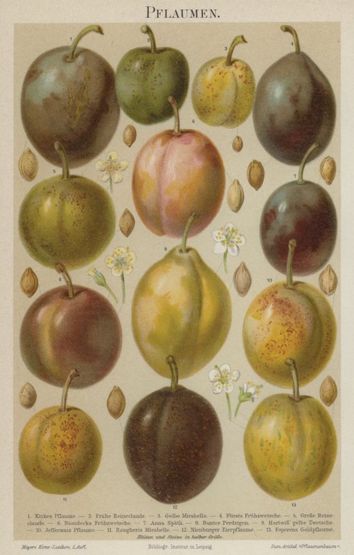 Plums by German School
