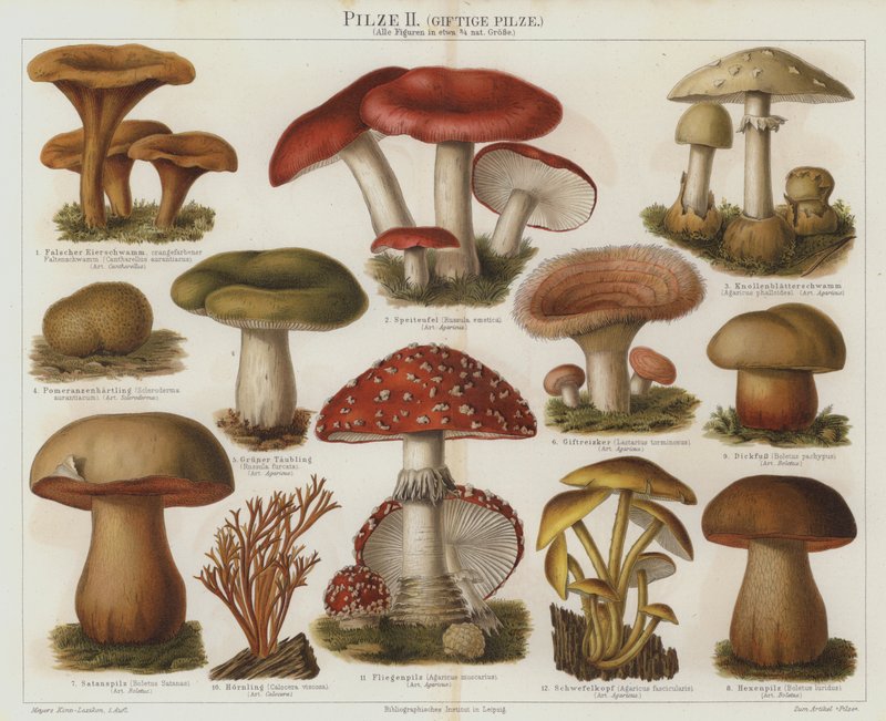 Poisonous fungi by German School