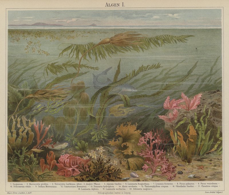Seaweed by German School