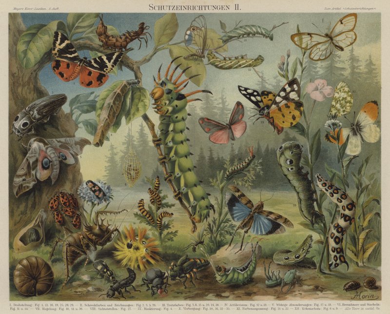 Self-defence mechanisms in insects by German School