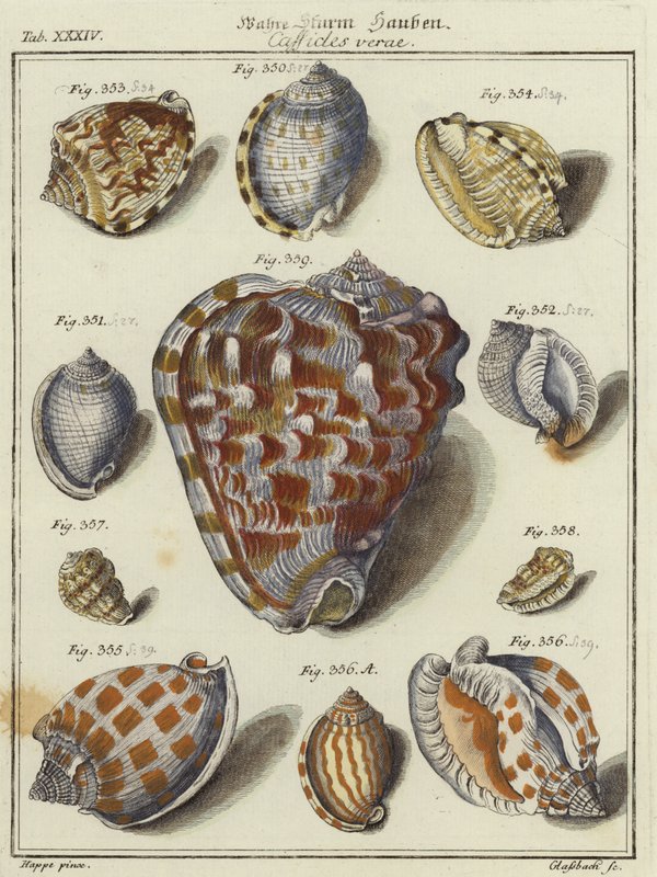 Shells by German School