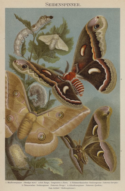 Silkmoths by German School
