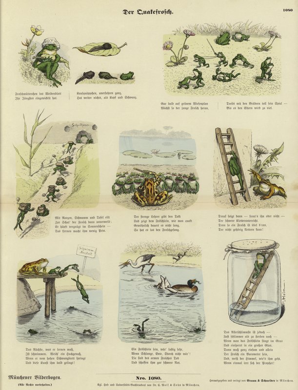 The Frog by German School