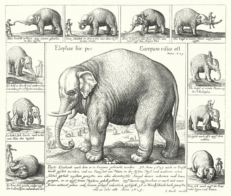 The docile elephant by German School