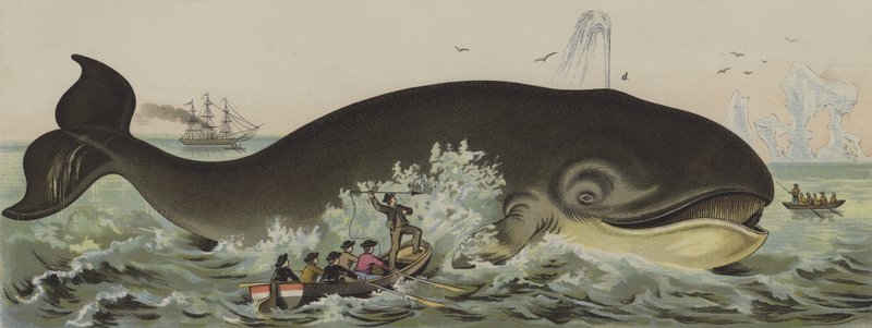 Whaling by German School