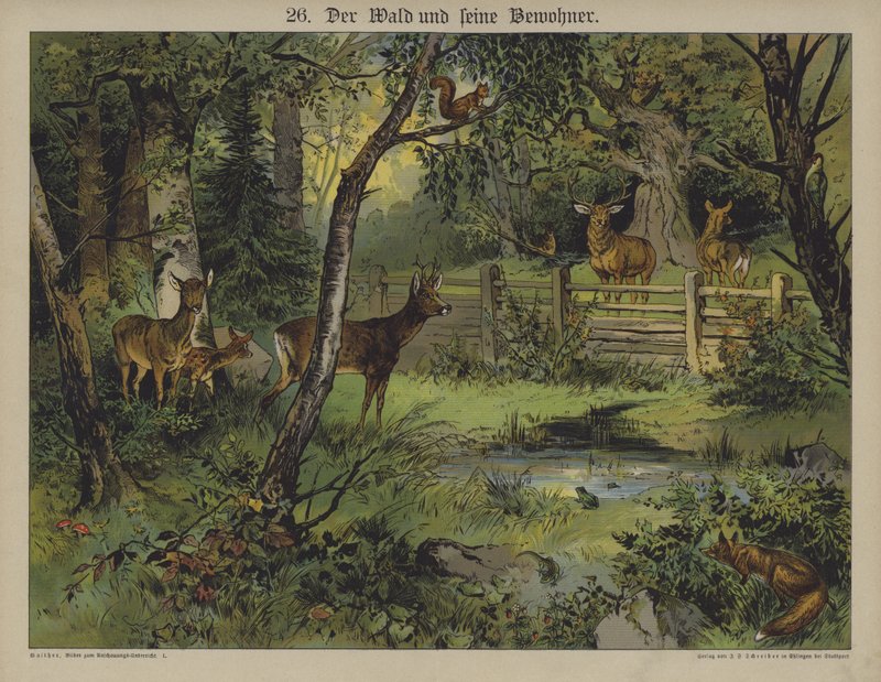 Wildlife by German School