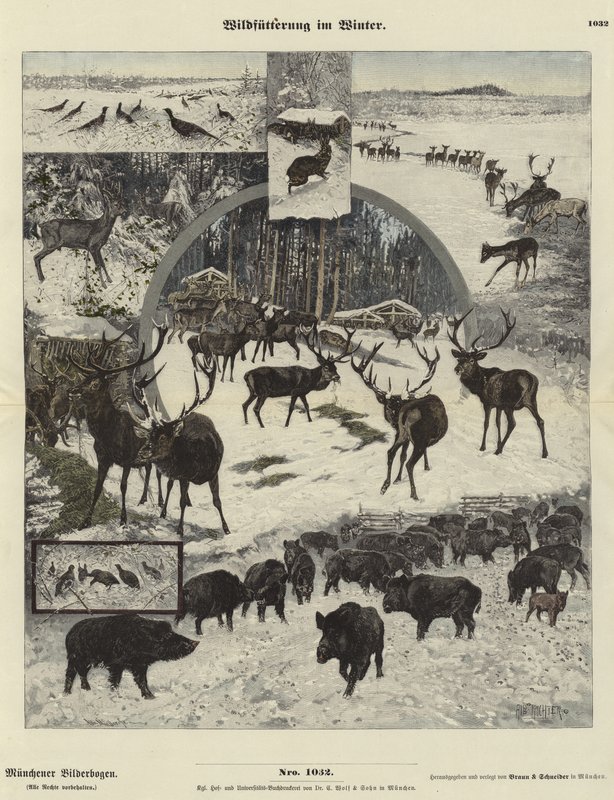 Wildlife Feeding in Winter by German School