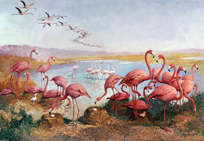 Pink flamingoes by Gerritt Vandersyde
