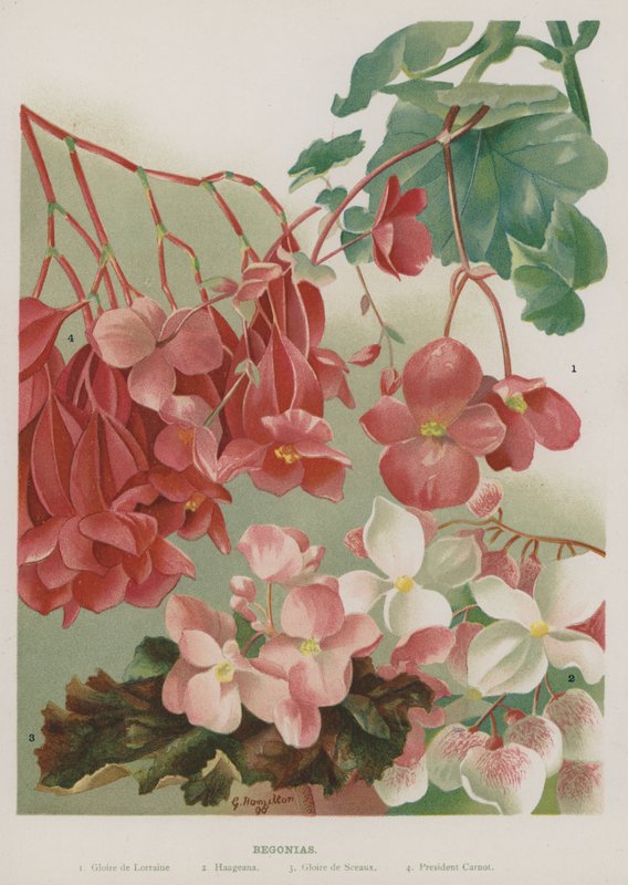 Begonias by Gertrude Hamilton