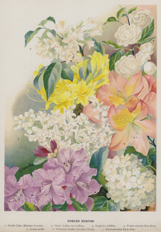 Forced Shrubs by Gertrude Hamilton