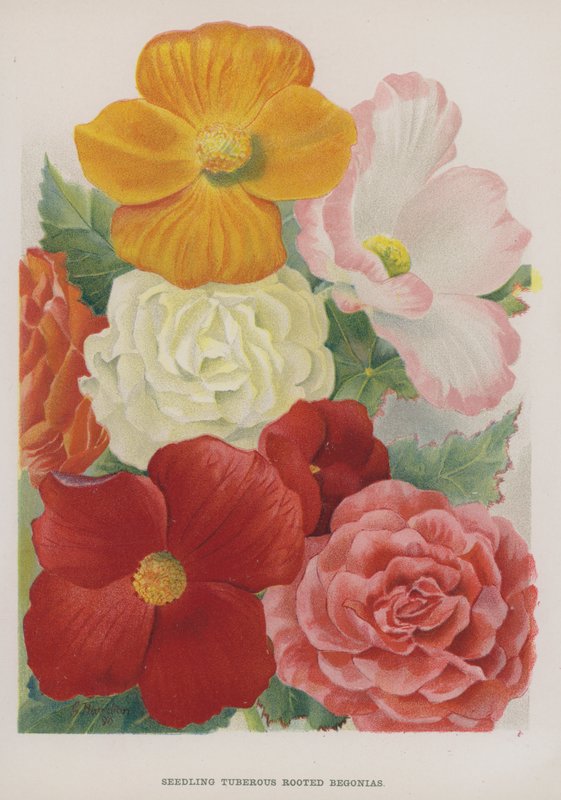 Seedling Tuberous Rooted Begonias by Gertrude Hamilton
